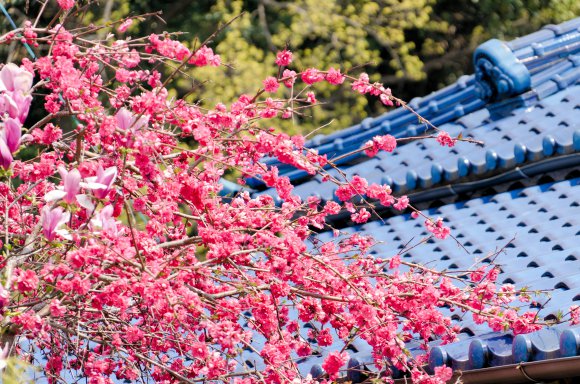 03-Matsuyama1_20120409_0366