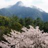 05-Miyajima1_20120411_0446