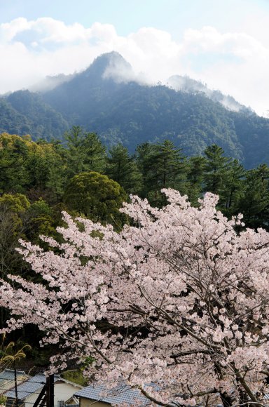 05-Miyajima1_20120411_0446