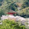 05-Miyajima1_20120412_0485