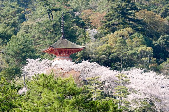 05-Miyajima1_20120412_0485