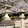 05-Miyajima1_20120412_0488