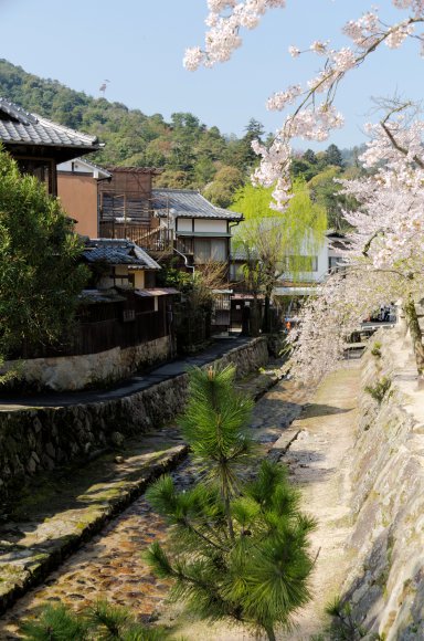 05-Miyajima1_20120412_0499