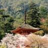 05-Miyajima1_20120412_0500