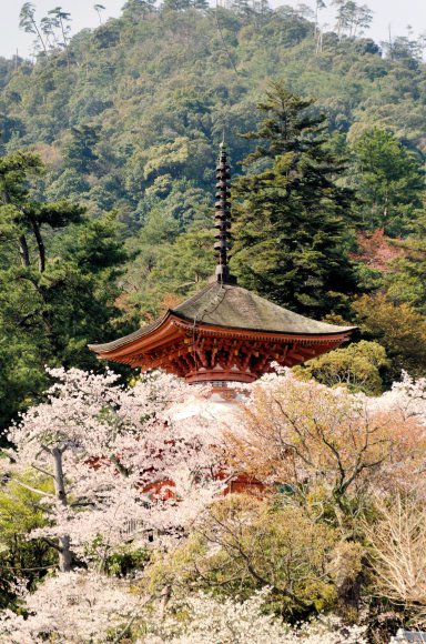 05-Miyajima1_20120412_0500