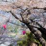 05-Miyajima1_20120412_0503