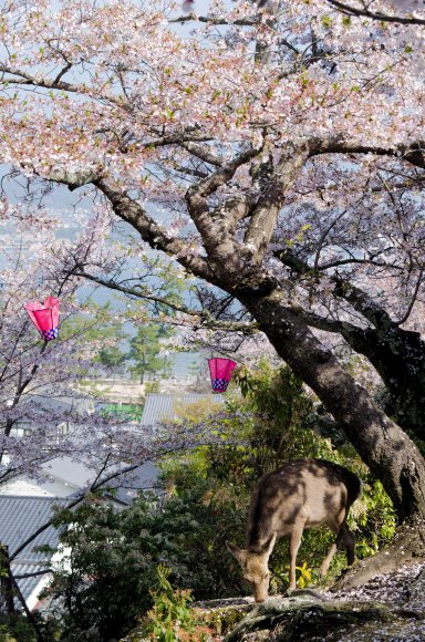 05-Miyajima1_20120412_0503