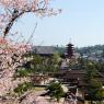 05-Miyajima1_20120412_0504