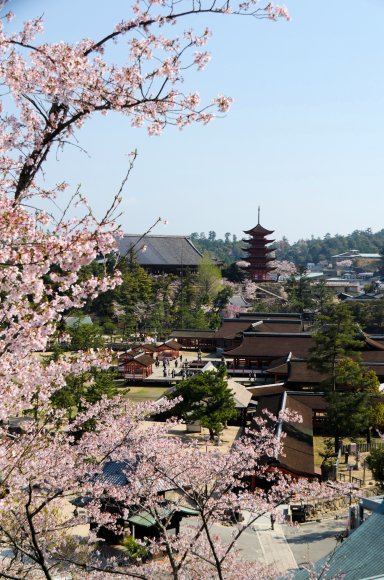 05-Miyajima1_20120412_0504