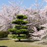 07-Himeji1_20120414_0595