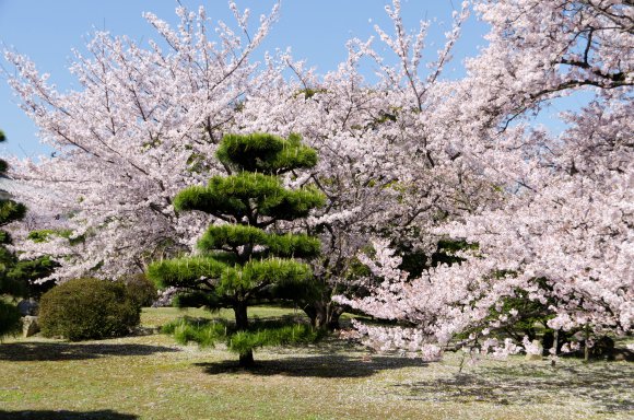 07-Himeji1_20120414_0595