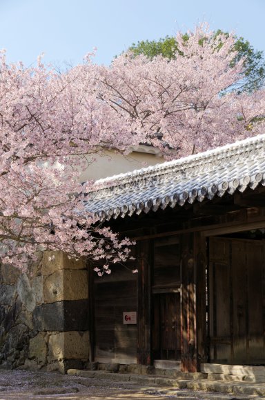 07-Himeji1_20120414_0604