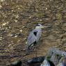 03-Hakone_20131114_0076