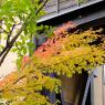 06-Kurokawa_20131120_0038