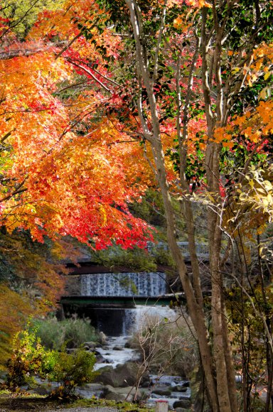 06-Kurokawa_20131120_0051