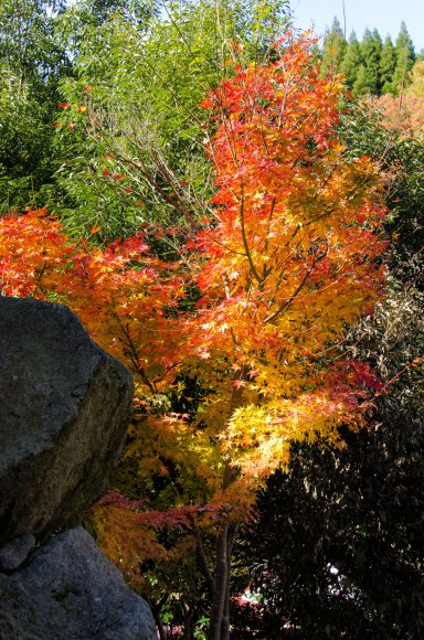 06-Kurokawa_20131121_0059