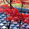 08-Kyoto_20131123_0022