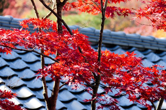 08-Kyoto_20131123_0022