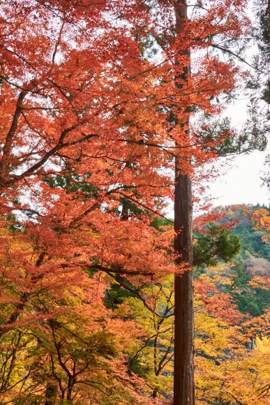 japan-2019-2-0303