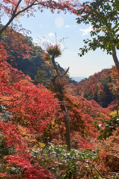 japan-2019-2-1003